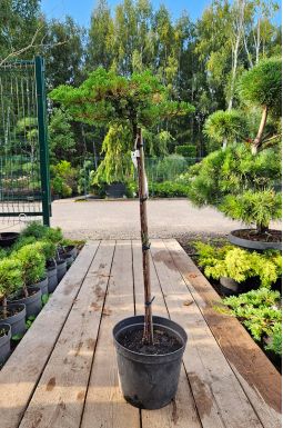 Можжевельник лежачий Нана на штамбе (Nana Pa)