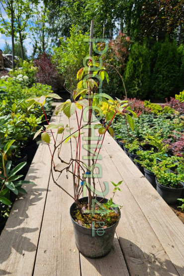 Виноград девичий