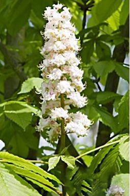 Каштан конский Меммингер (Memminger)