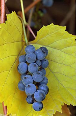 Виноград Аня (Ania)