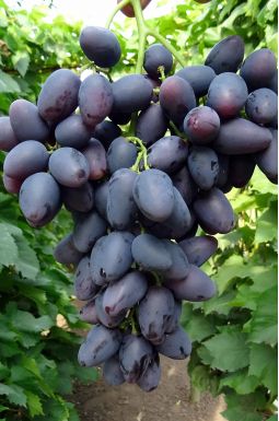 Виноград Надежда Азос