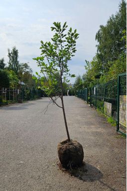 Слива Конфетная