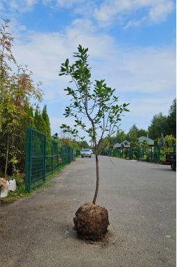 Слива Заречная Ранняя