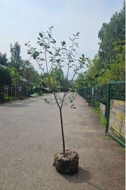 Слива Ренклод Розовый