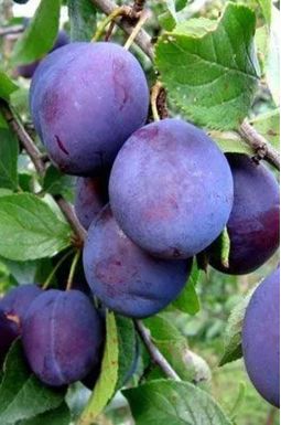 Слива Поздняя Красавица