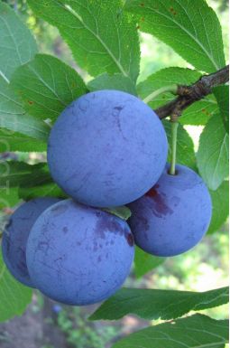 Слива Евразия-21