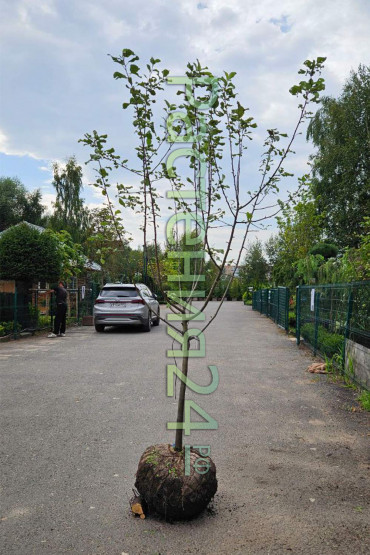 Яблоня Китайка Золотая Ранняя