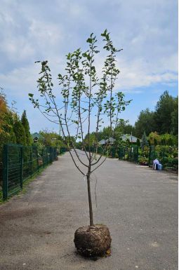 Яблоня Синап Орловский (осенний сорт)