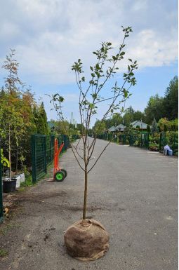 Яблоня Ветеран