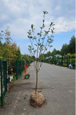 Яблоня Грушовка Московская