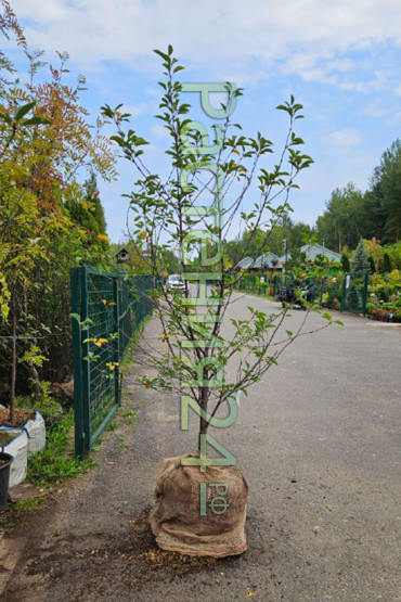 Вишня Жуковская