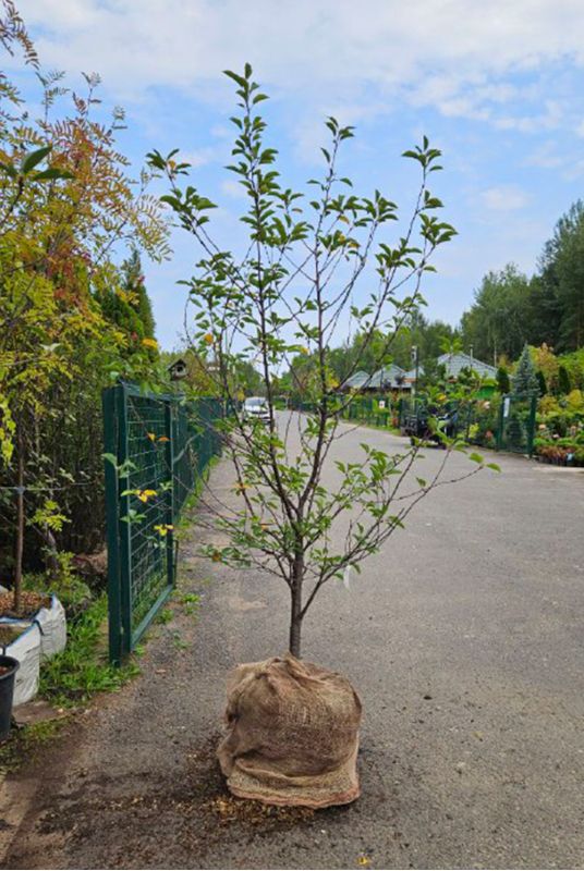 Вишня Жуковская Вишня Жуковская