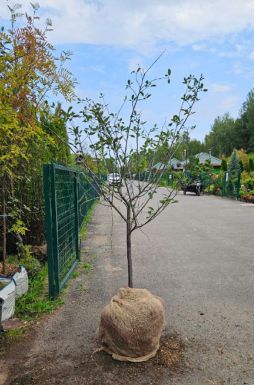 Вишня Любская