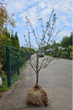 Вишня Шоколадница