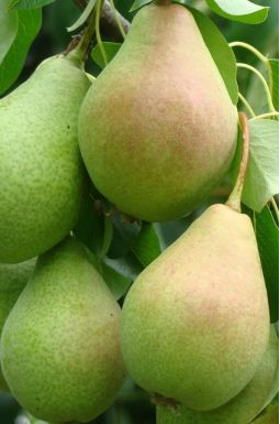 Груша Красавица Черненко