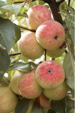 Яблоня Орловское Полосатое