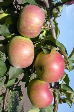 Яблоня Рождественское