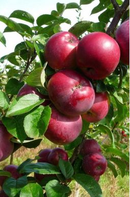 Яблоня Спартан
