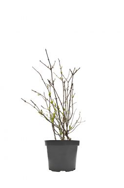 Гортензия метельчатая Литтл Блоссом (Little Blossom)