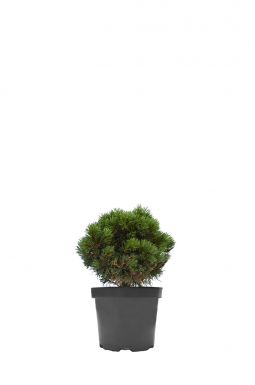 Сосна Гельдрейха Шмидта (Schmidtii)