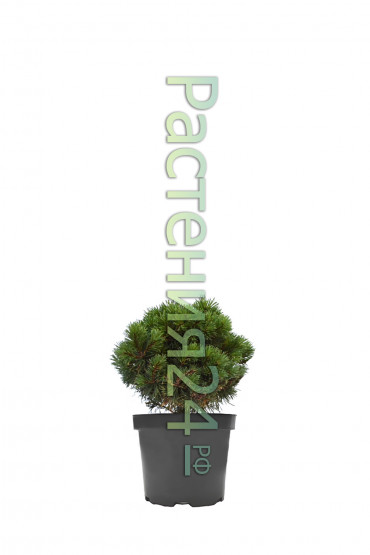 Сосна Гельдрейха Шмидта (Schmidtii)