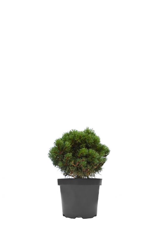 Сосна Гельдрейха Шмидта (Schmidtii)