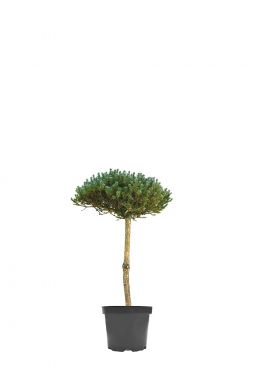 Сосна горная Киссен на штамбе (Kissen Pa)