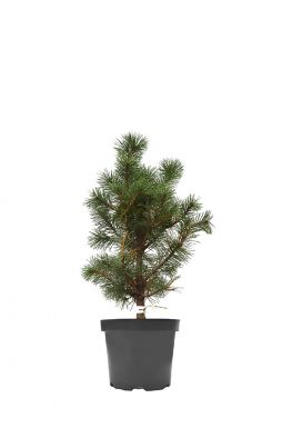 Сосна горная Колумбо (Columbo)