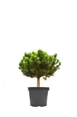 Сосна горная Лаурин на штамбе (Laurin Pa)