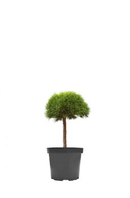 Сосна горная Хампи на штамбе (Humpy Pa)