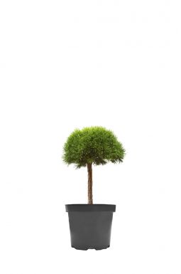 Сосна горная Хампи на штамбе (Humpy Pa)