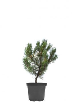 Сосна густоцветковая Лоу Глоу (Low Glow)