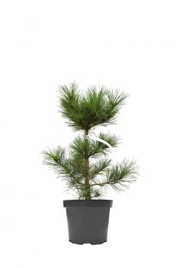 Сосна кедровая европейская Глаука (Glauca)