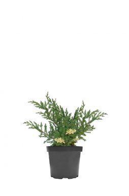 Можжевельник китайский Экспанса (Eхpansa)