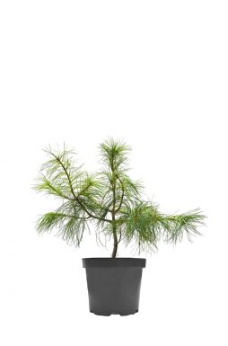 Сосна мелкоцветковая Глаука (Glauca)