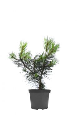 Сосна обыкновенная