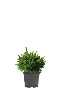 Ель сербская Певе Тиджин (Peve Tijn​)