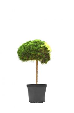 Сосна черная Мари Брежон на штамбе (Marie Bregeon zolla Pa)