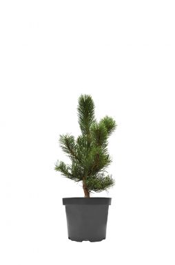 Сосна черная Орегон Грин (Oregon Green)