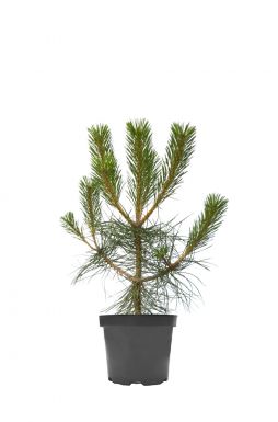 Сосна черная