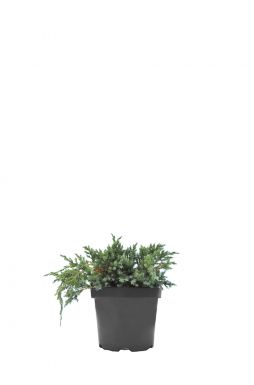 Можжевельник чешуйчатый Блю Спайдер (Blue spider)