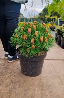 Сосна черная Мари Брегон (Marie Bregeon)