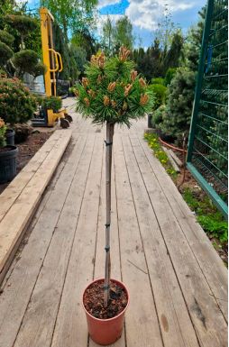 Сосна густоцветковая Лоу Глоу на штамбе (Low Glow Pa)