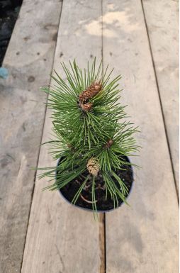 Сосна Гельдрейха Линденхоф (Lindenhof)