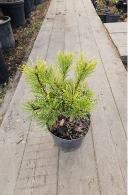 Сосна горная Винтер Голд (Winter gold)