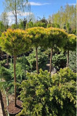 Сосна горная Винтер Голд на штамбе (Winter gold Pа)