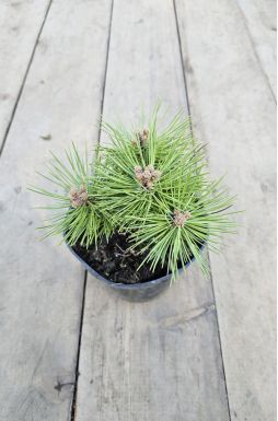 Сосна черная Байо (Bayo)