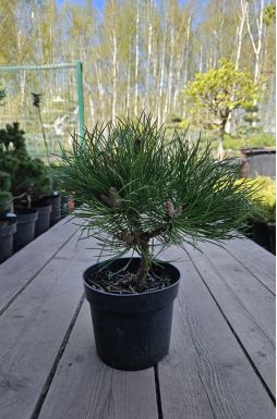 Сосна черная Хельга (Helga)