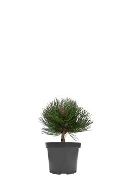 Сосна черная Хельга (Helga)