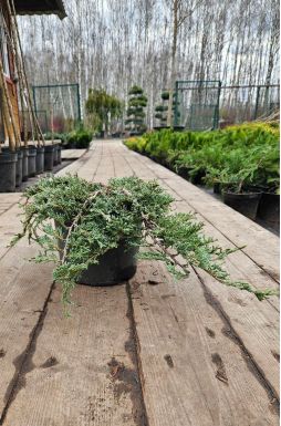 Можжевельник горизонтальный Айс Блю (Icee blue)